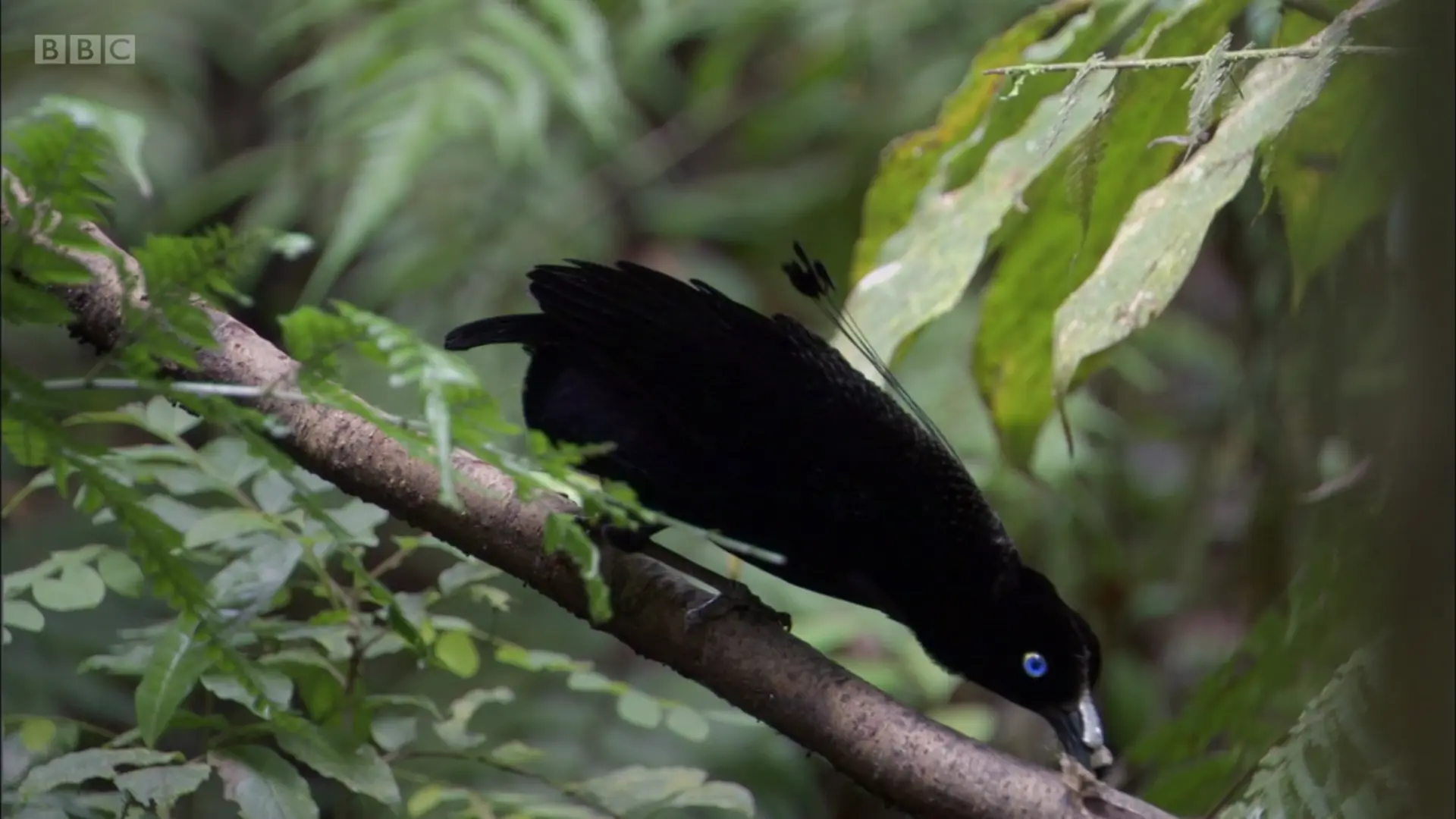 Lawes's parotia (Parotia lawesii lawesii) as shown in Planet Earth - From Pole to Pole
